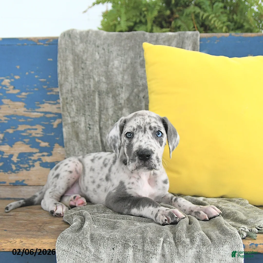 Great Dane dogs for sale: Ember - Ad 1