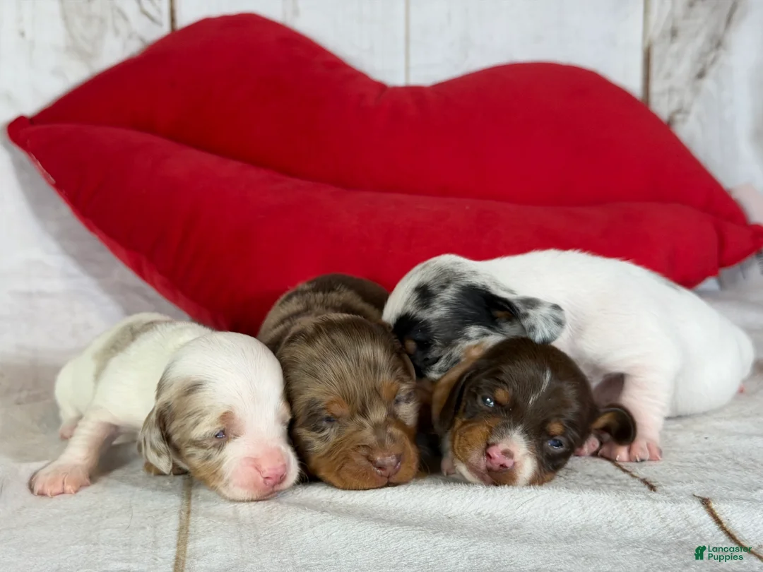 Miniature Dachshund dogs for sale: AKC SH Flossie DNA OFA - Ad 7
