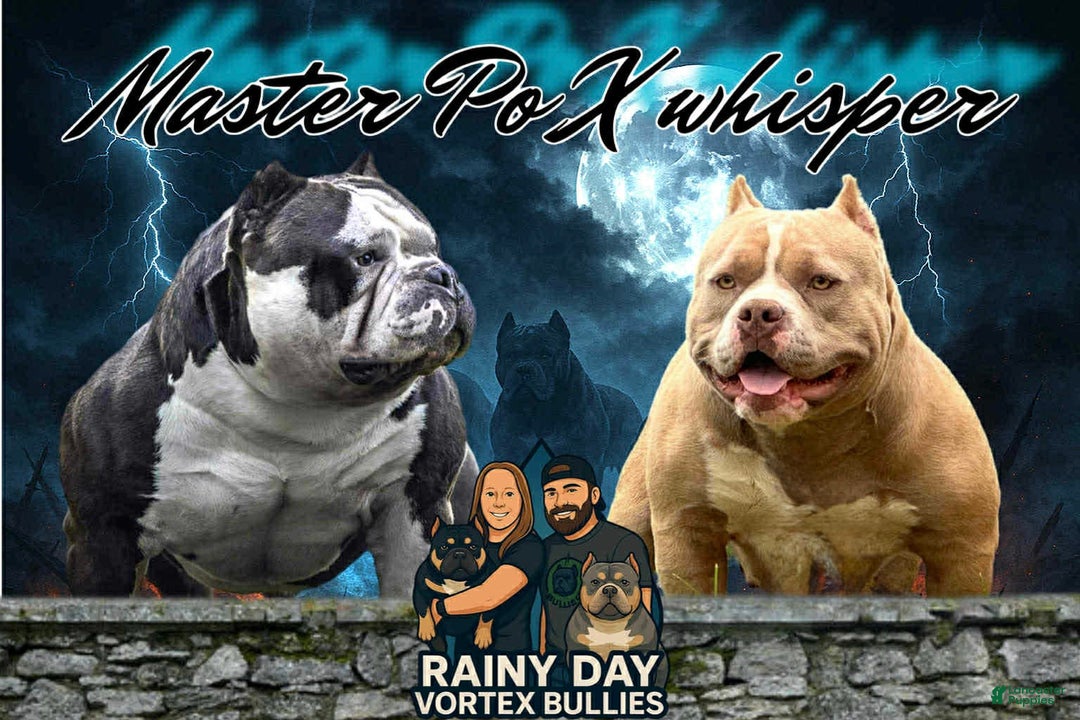 American Bully dogs for sale: Choco/White Female  - Ad 12