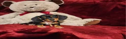 Miniature Dachshund dogs for sale: OAKLEY - Ad 3