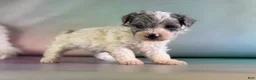 Maltipoo dogs for sale: Marlow - Ad 6