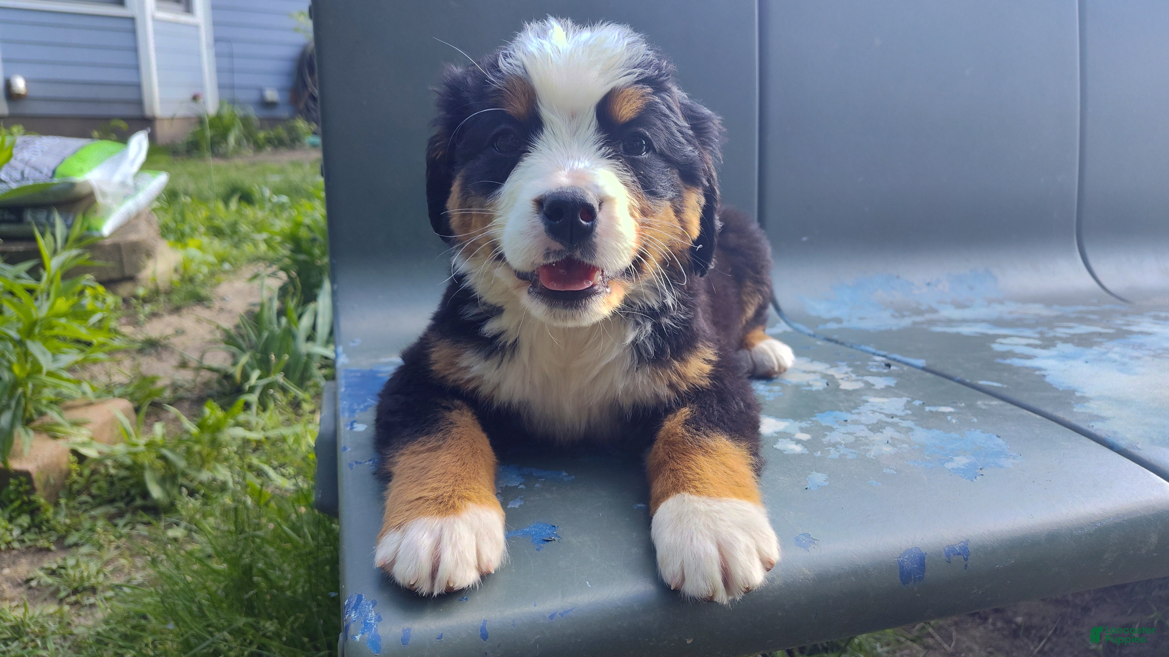 Bernese Mountain Dog dogs Bernese Mountain Dog Puppy 1 - Ad 32
