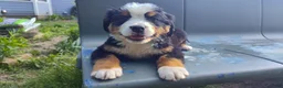 Bernese Mountain Dog dogs for sale: Bernese Mountain Dog Puppy 1 - Ad 1