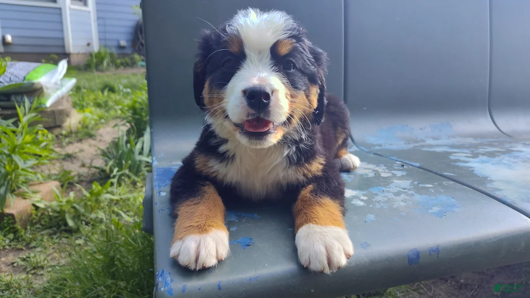 Bernese Mountain Dog dogs for sale: Bernese Mountain Dog Puppy 1 - Ad 1