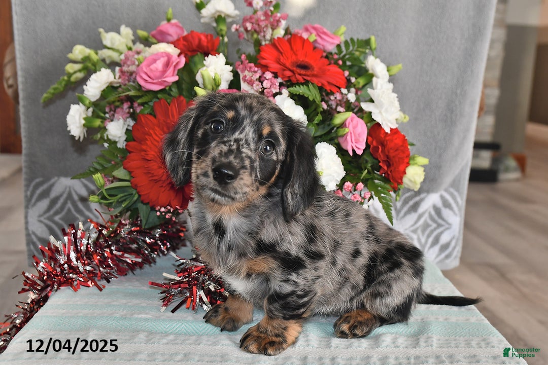 Miniature Dachshund dogs for sale: Millie - Ad 3