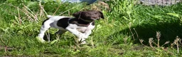 German Shorthaired Pointer dogs for sale: Brinley - Ad 3