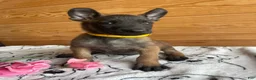 Belgian Malinois dogs for sale: Thor - Ad 3