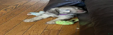 Aussiedoodle 4