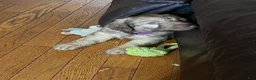 Aussiedoodle dogs for sale: Aussiedoodle 4 - Ad 1