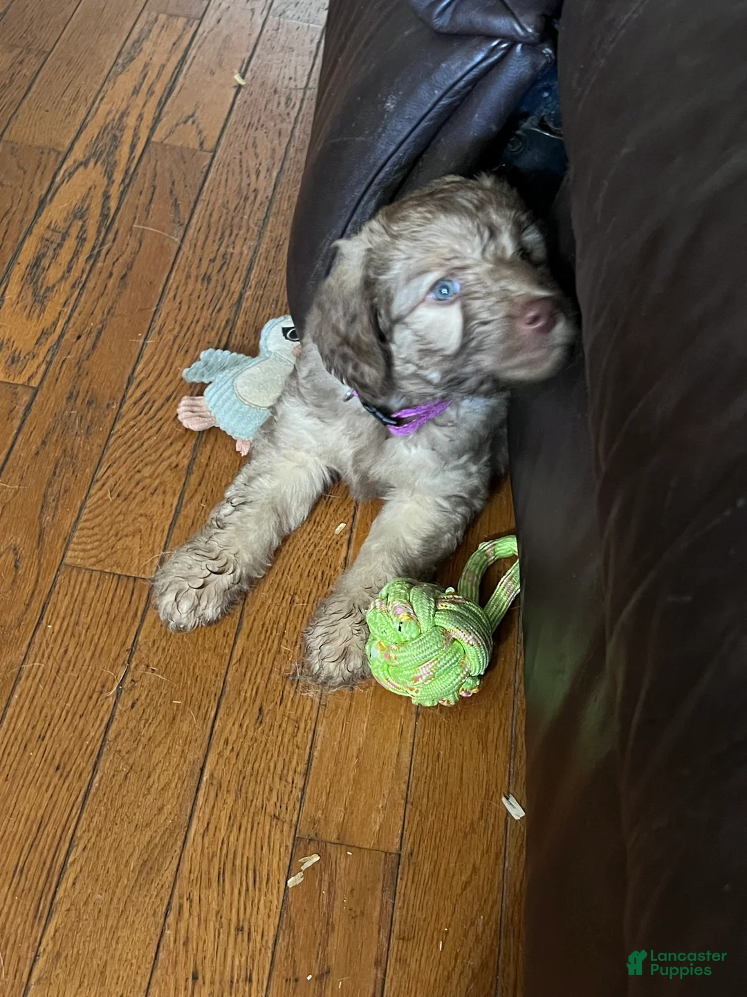 Aussiedoodle dogs for sale: Aussiedoodle 4 - Ad 1