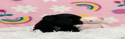 Cavapoo dogs for sale: Sophie - Ad 14