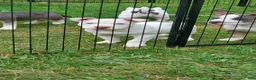 American Bully dogs for sale: American Bully 2 - Ad 10