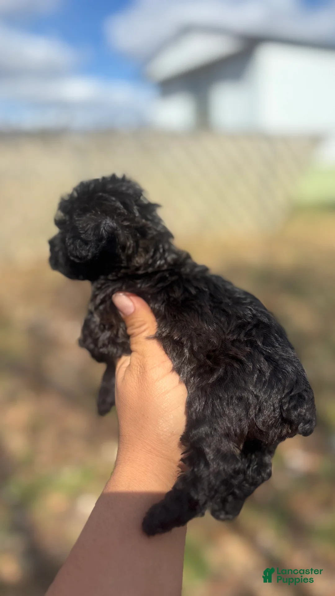 Toy Poodle dogs for sale: Lilac  - Ad 3