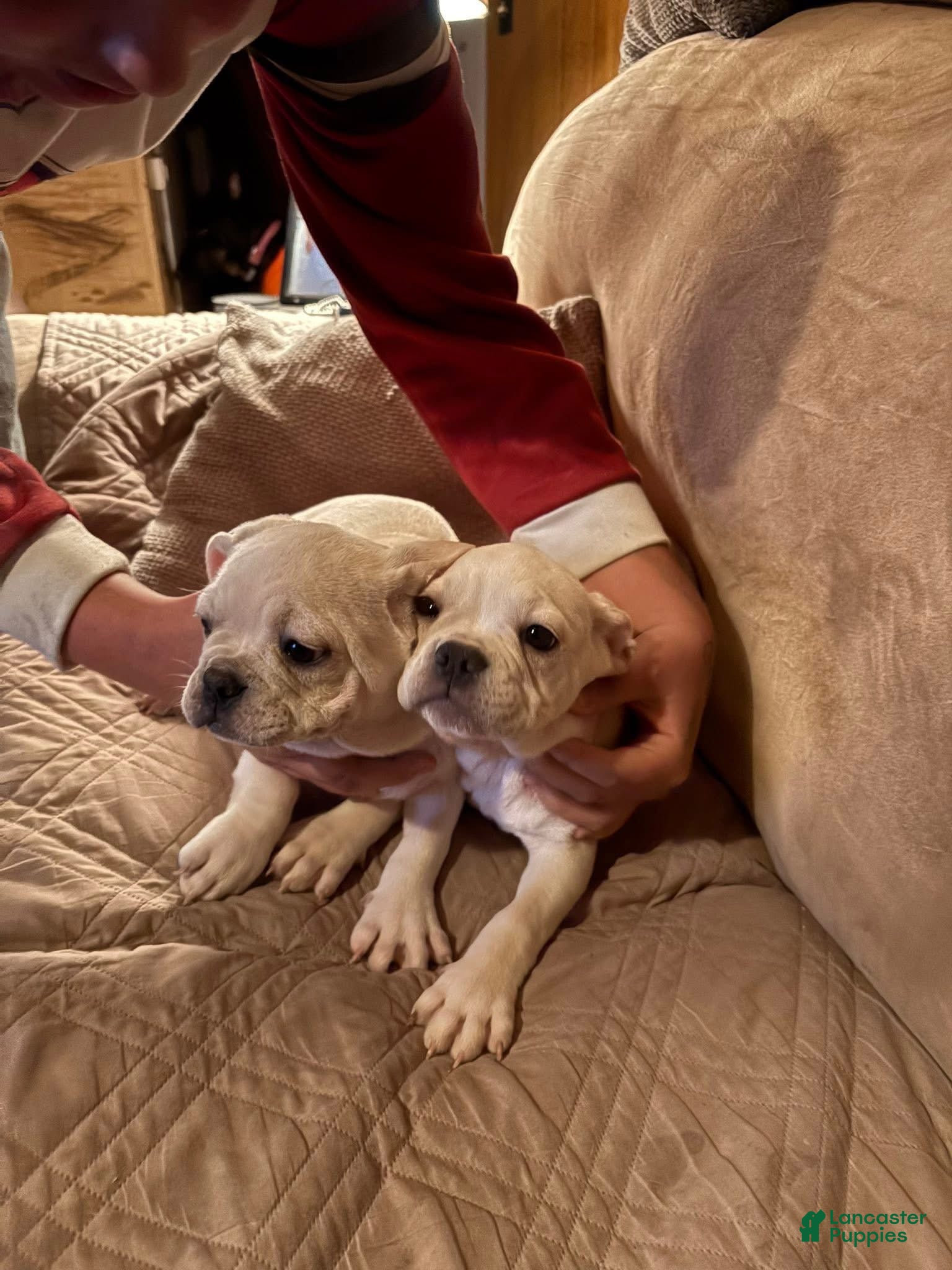 French Bulldog dogs French Bulldog Puppy 2 - Ad 2