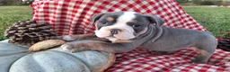 English Bulldog dogs for sale: Tank - Ad 5