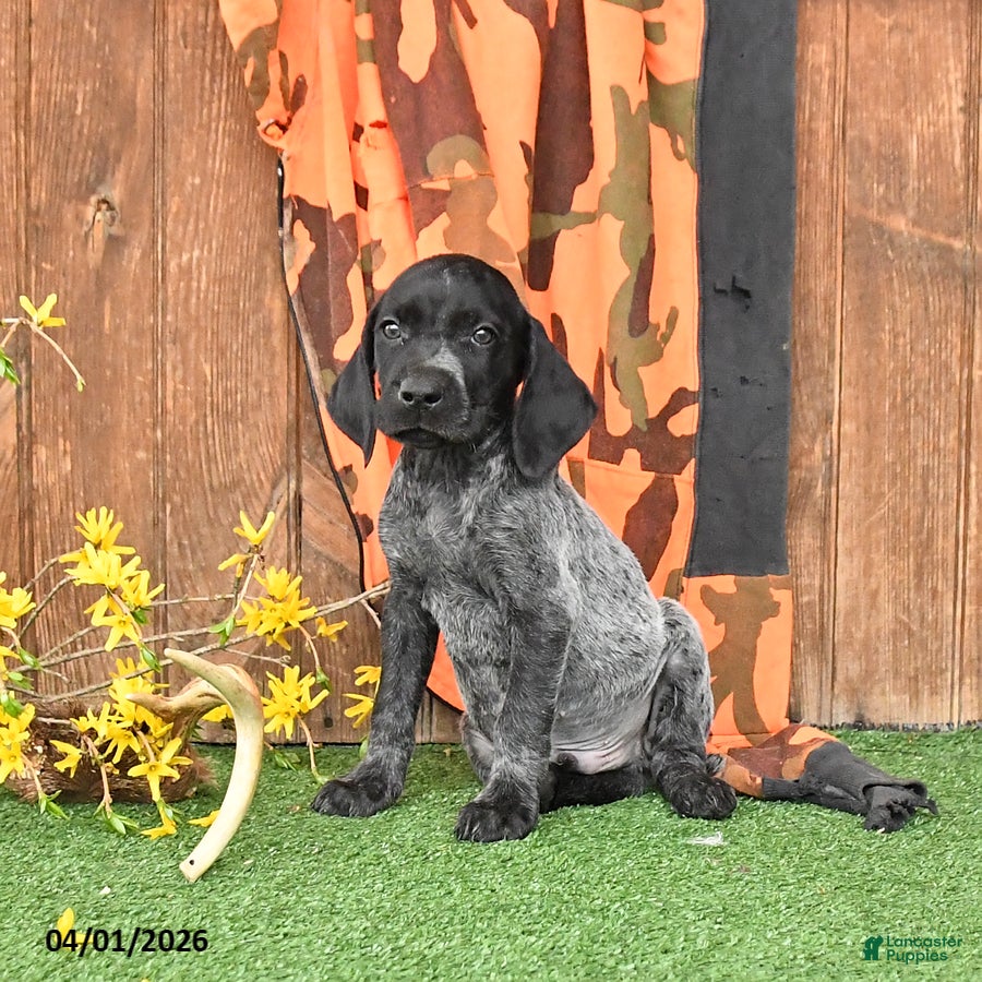 German Shorthaired Pointer dogs Lucky - Ad 1