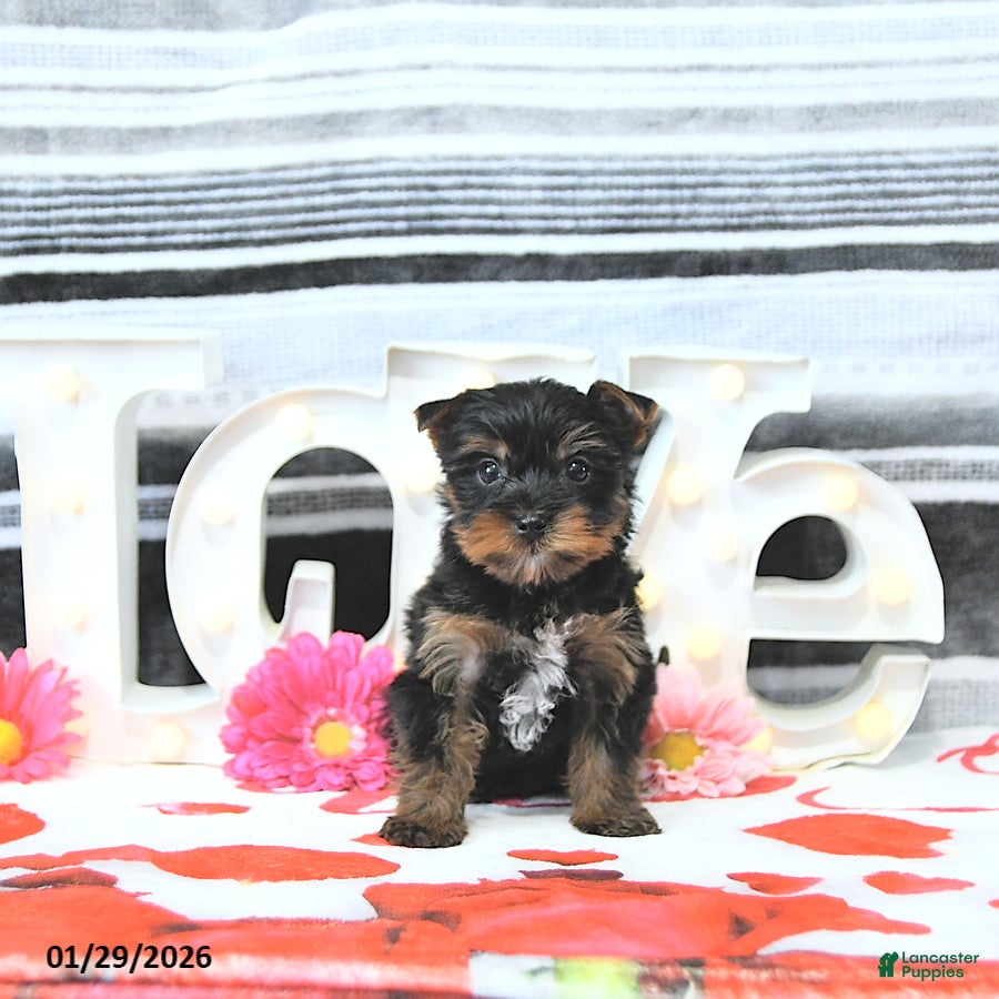 Yorkshire Terrier dogs Jett - Ad 2