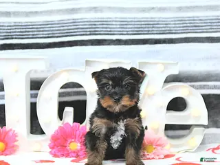 Yorkshire Terrier dogs Jett - Ad 2