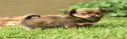 Chihuahua dogs for sale: Matt  - Ad 3