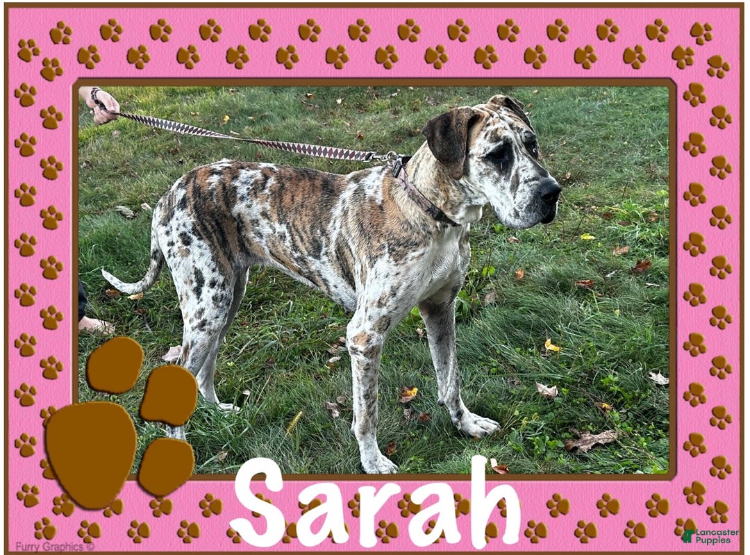 Great Dane dogs for sale: Mark - Ad 14