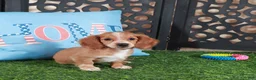 Miniature Dachshund dogs for sale: Jasmine Beautiful Red/white Mini Dachshund Puppy - Ad 3