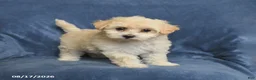 Maltipoo dogs for sale: Nora - Ad 1