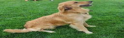 Golden Retriever dogs for sale: Baxter - Ad 6