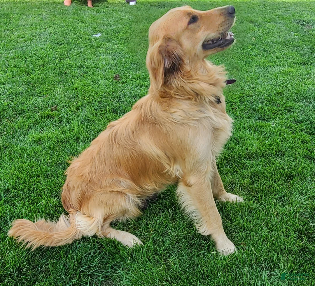 Golden Retriever dogs for sale: Baxter - Ad 6