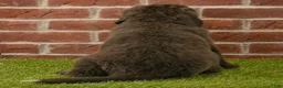 Newfoundland dogs for sale: Rosie - Ad 7