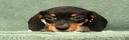 Miniature Dachshund dogs for sale: Clem - Ad 5
