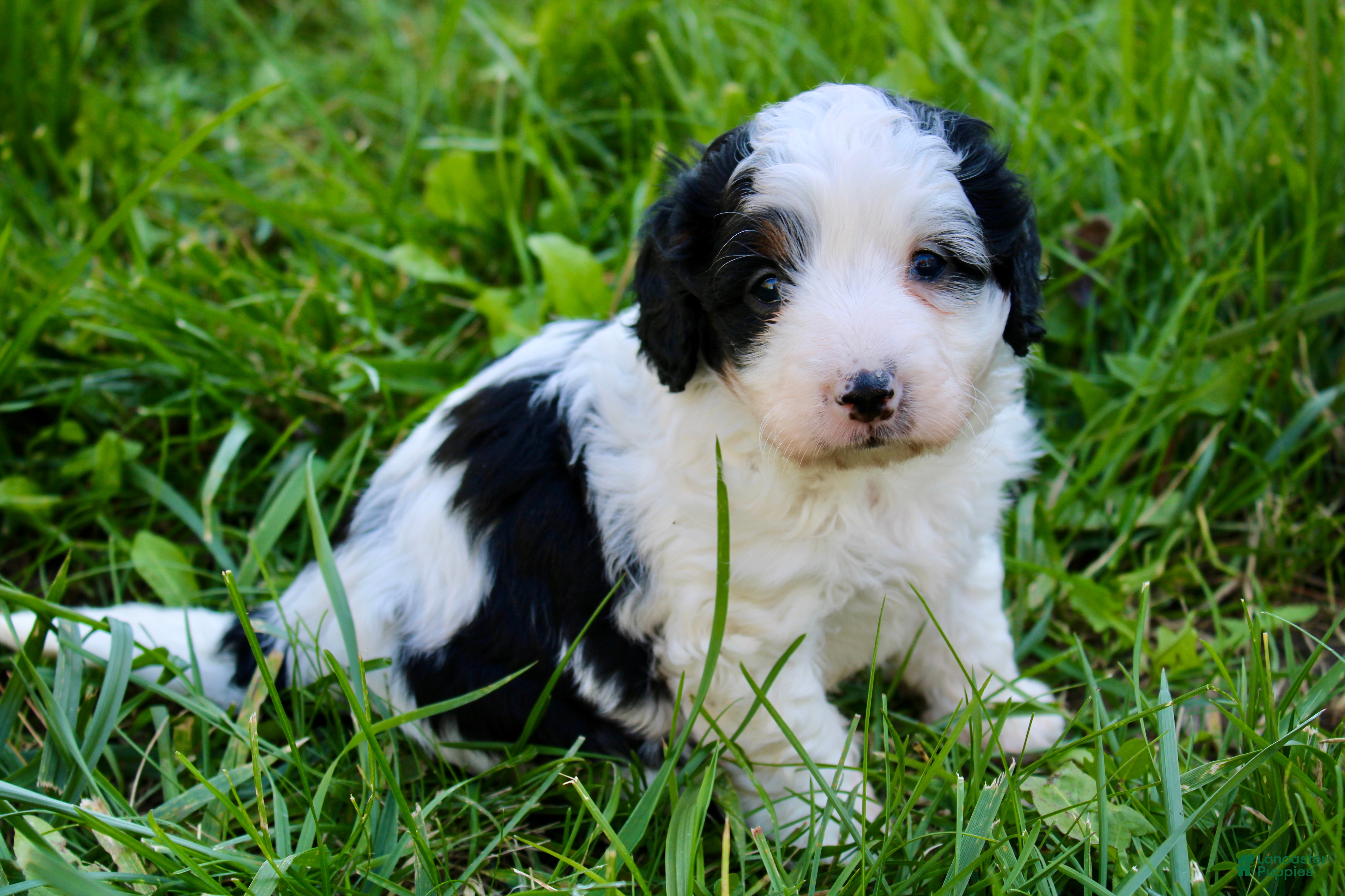 Mini Bernedoodle dogs for sale: Teagan - Ad 1