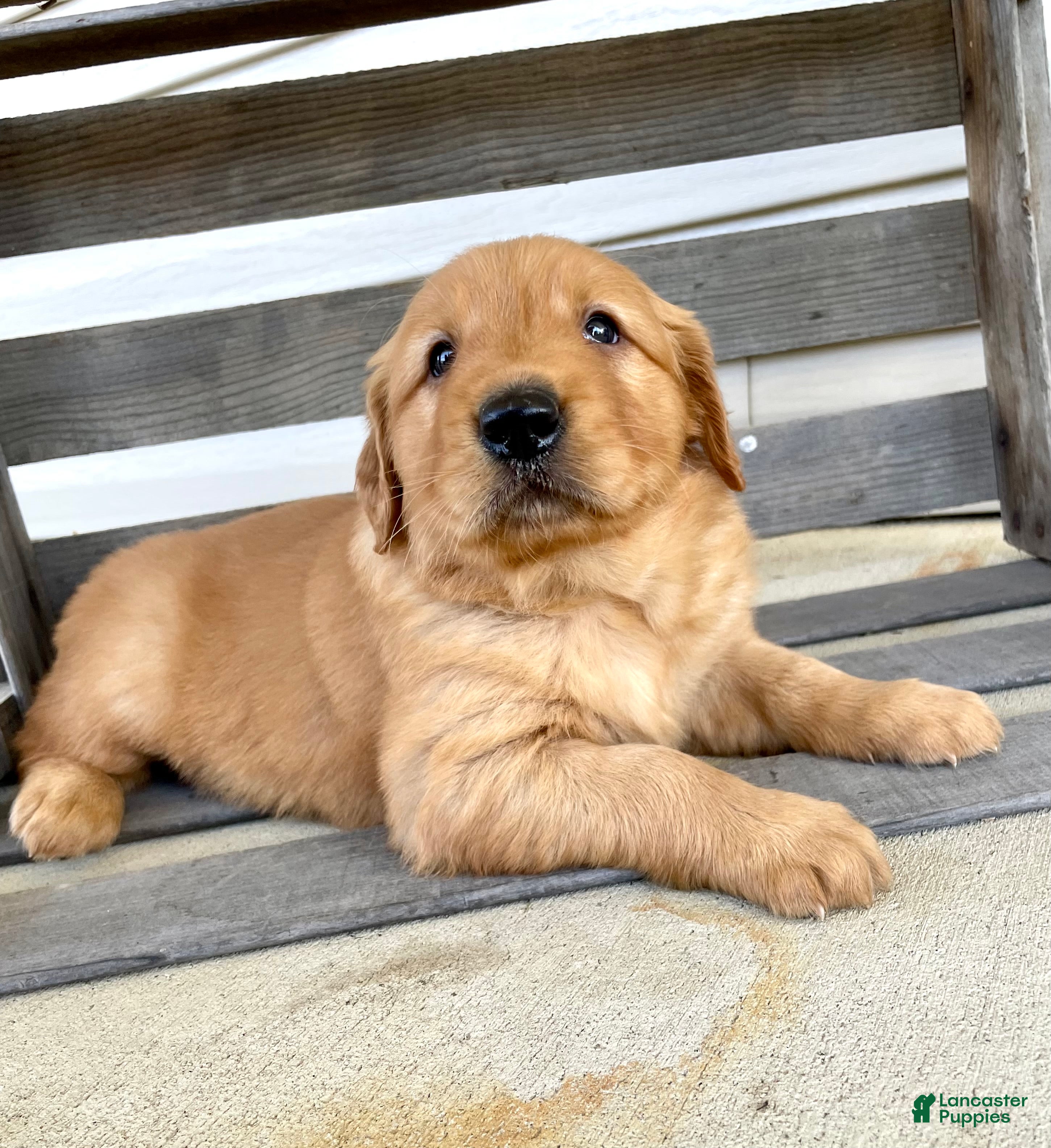 Golden Retriever dogs Daisy - Ad 2