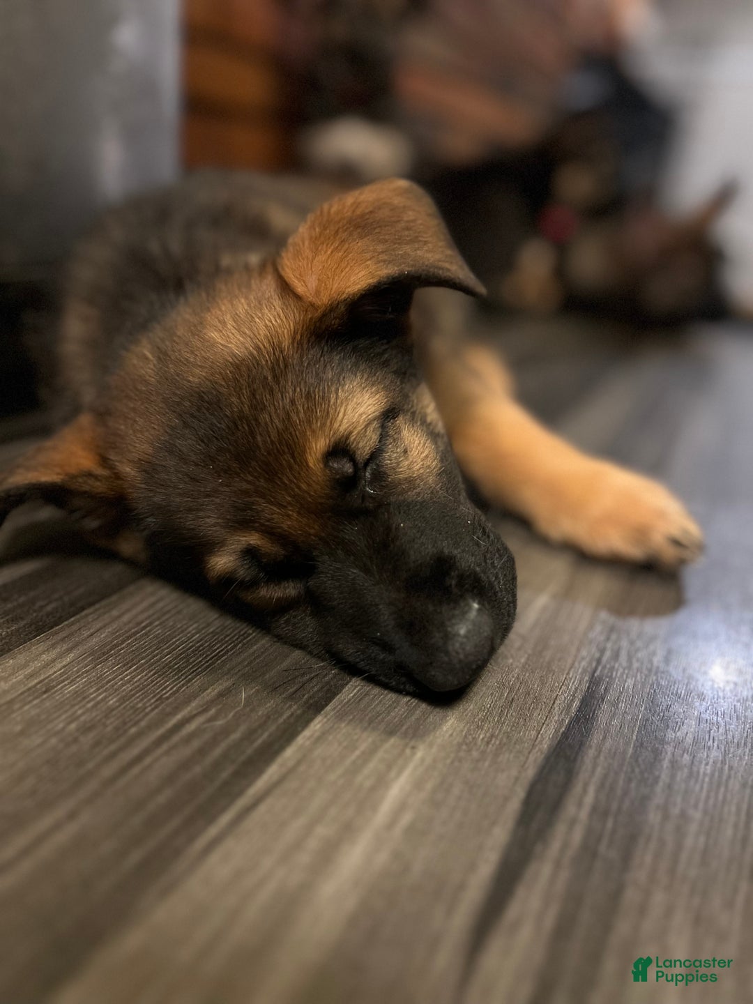 German Shepherd dogs for sale: German Shepherd Puppy 1 - Ad 2