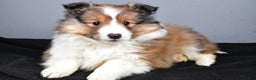 Shetland Sheepdog dogs for sale: Tracy - Ad 6