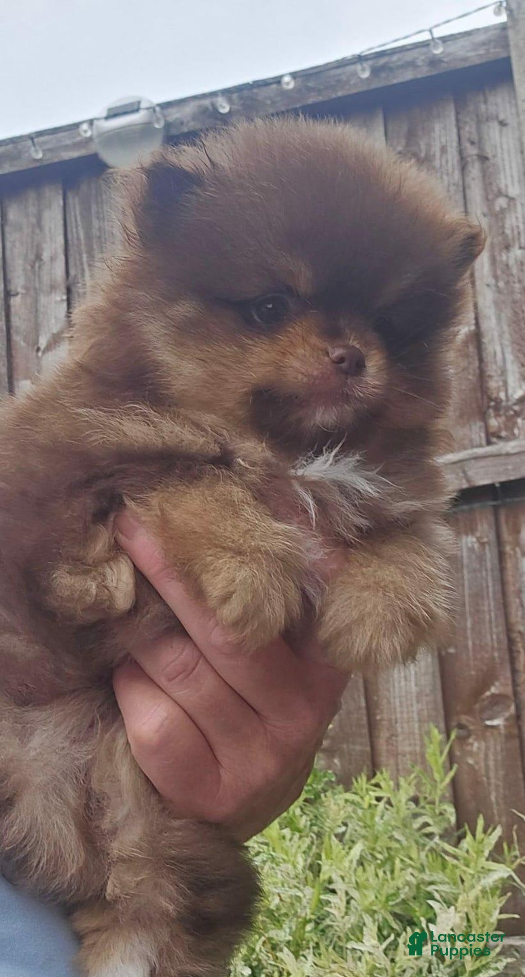 Pomeranian dogs for sale: Naya - Ad 5