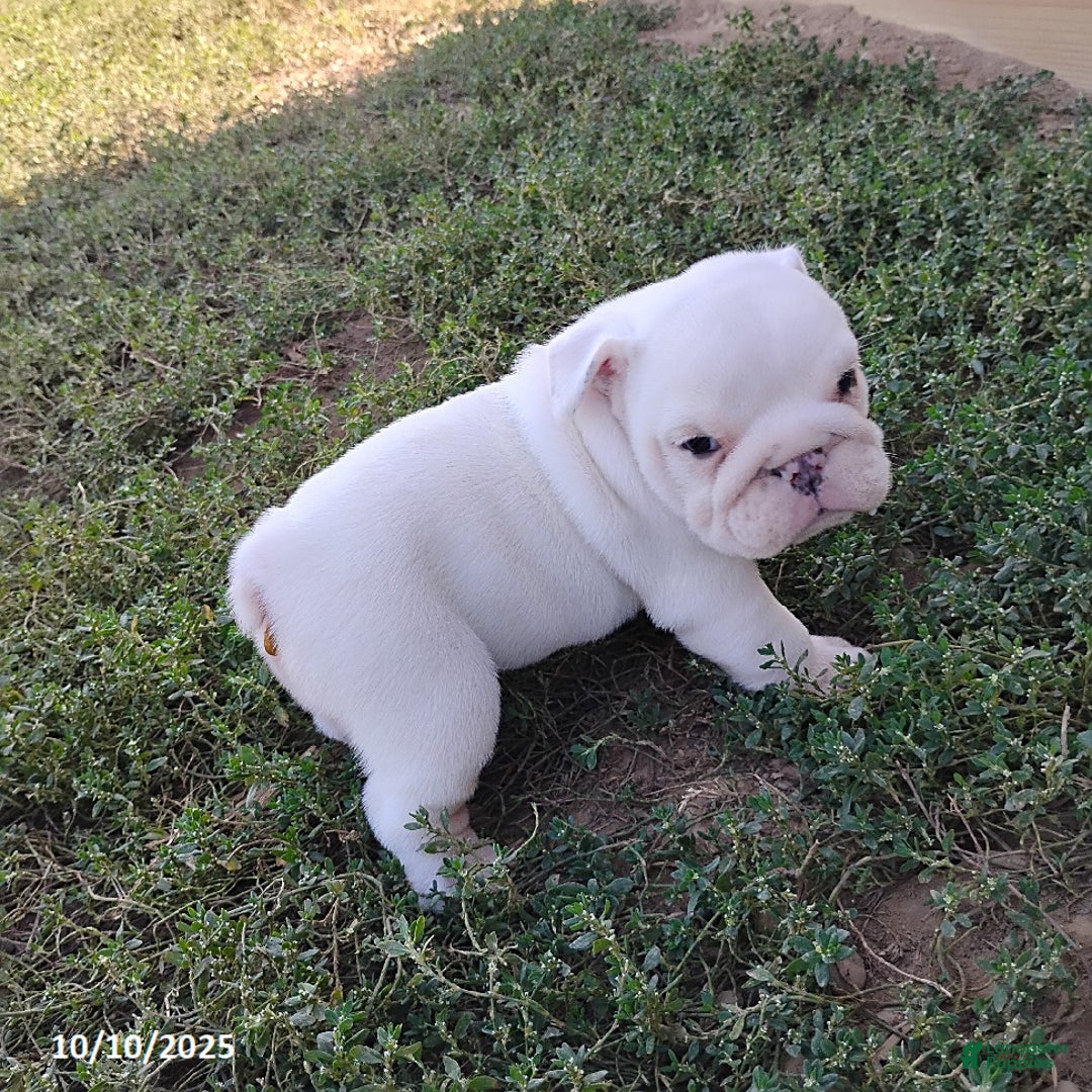 English Bulldog dogs for sale: Rayna - Ad 25