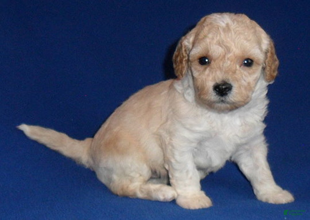 Shihpoo dogs for sale: Yogi - Ad 5