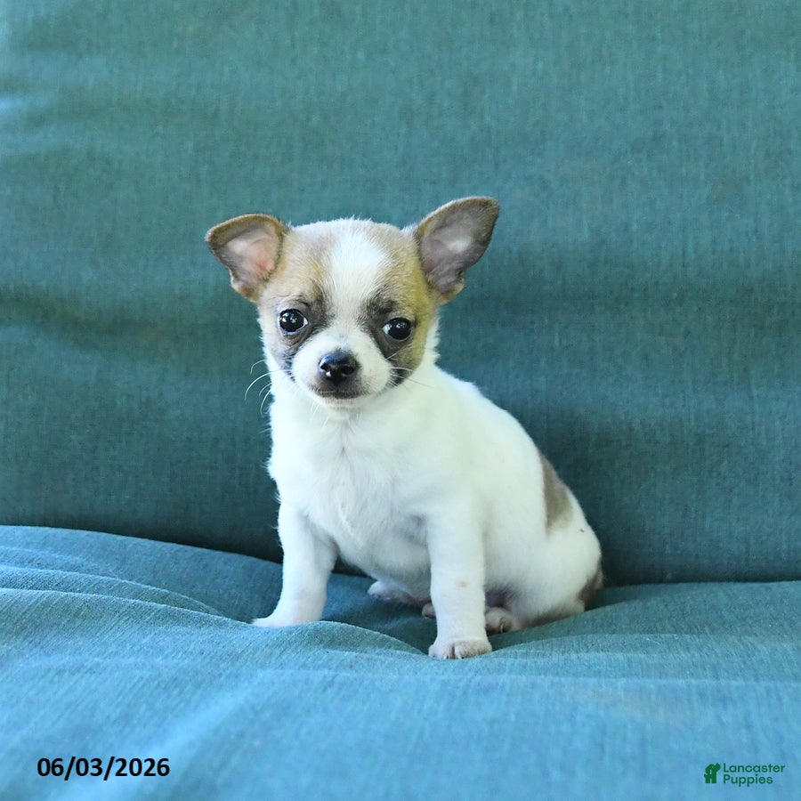 Chihuahua dogs for sale: Peanut  - Ad 1