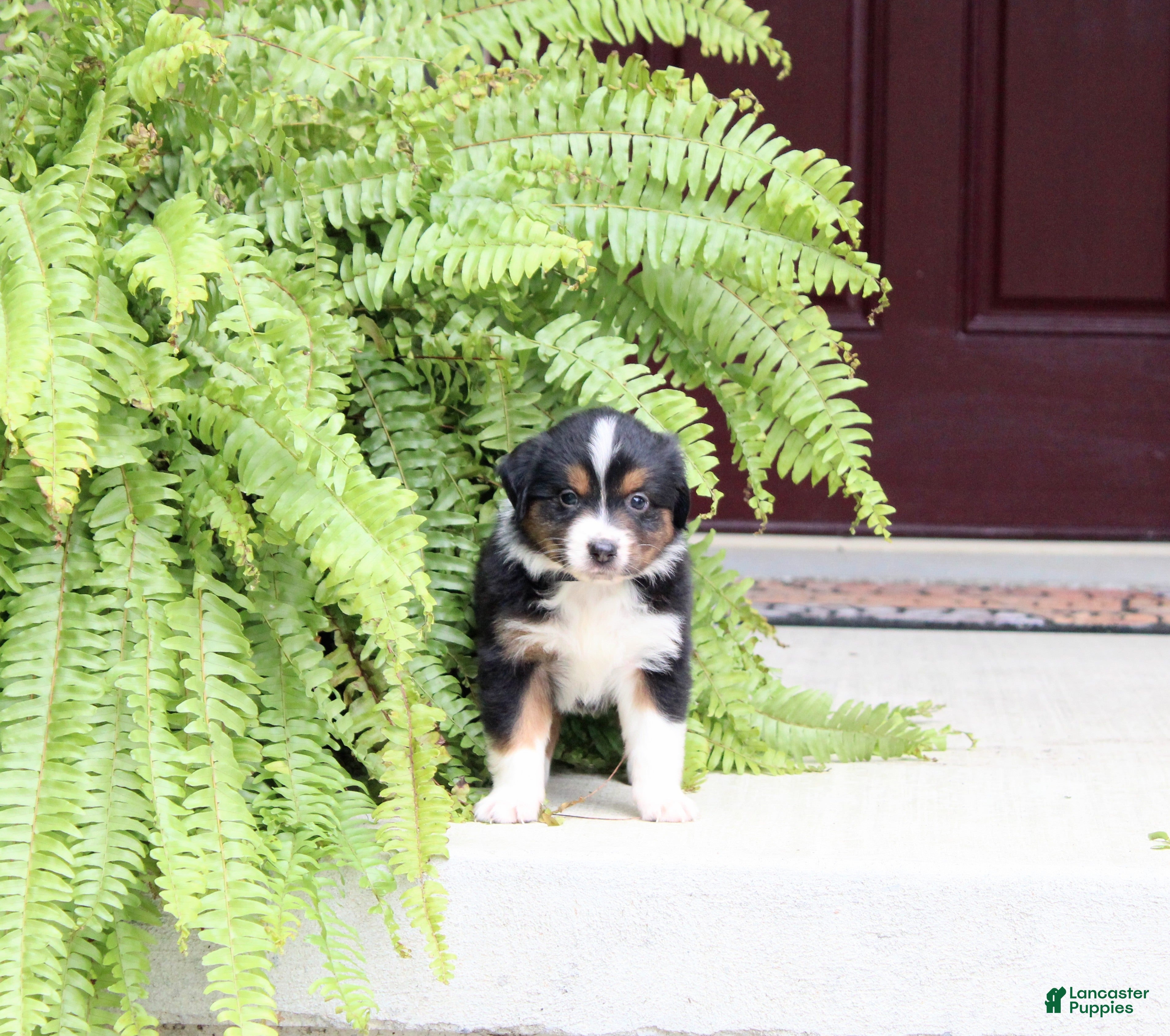 Autumn (Australian Shepherd, Female) in Marion Township, PA