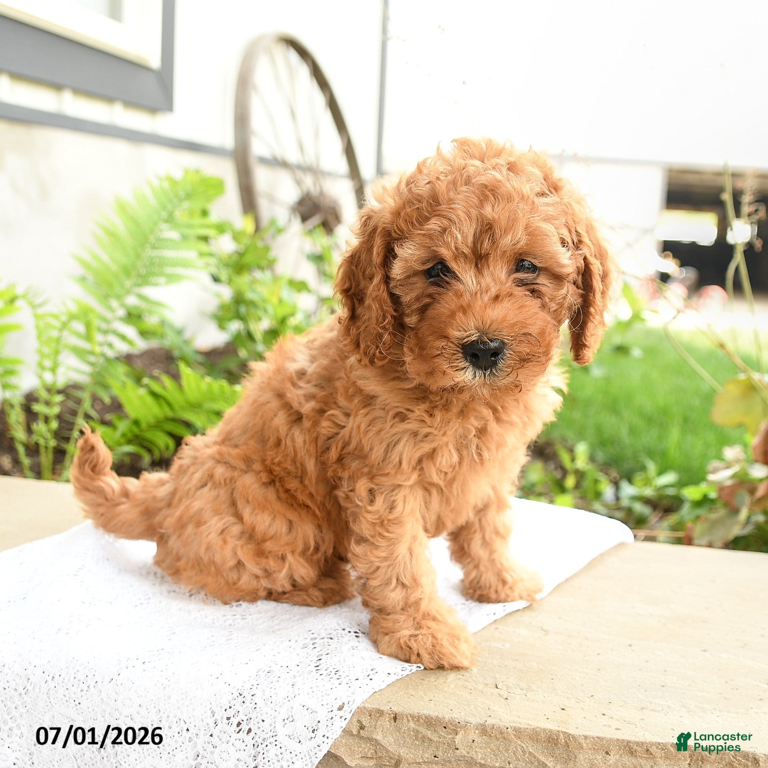 Miniature Poodle dogs Cuddly - Ad 2
