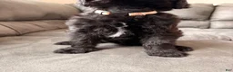 Double Doodle dogs for sale:  Amethyst - Ad 13
