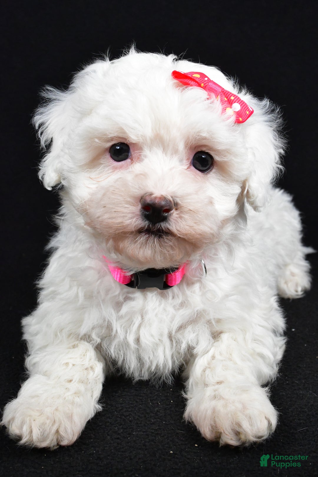 Maltipoo dogs for sale: Joy - Ad 9