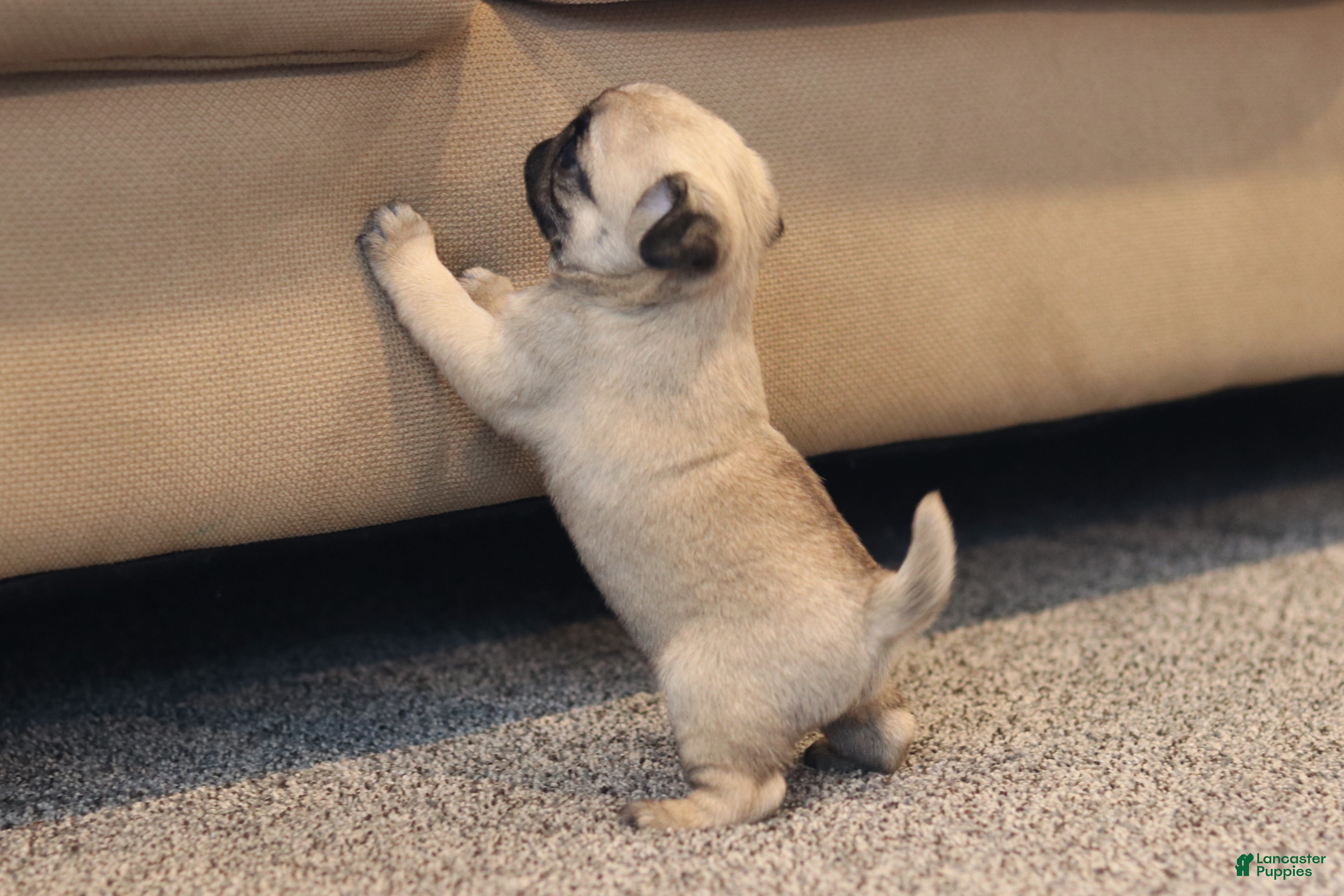 Pug dogs Champion Penny - Ad 14