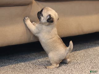 Pug dogs Champion Penny - Ad 8