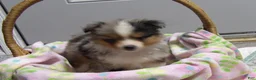 Miniature Australian Shepherd dogs for sale: Missy - Ad 4