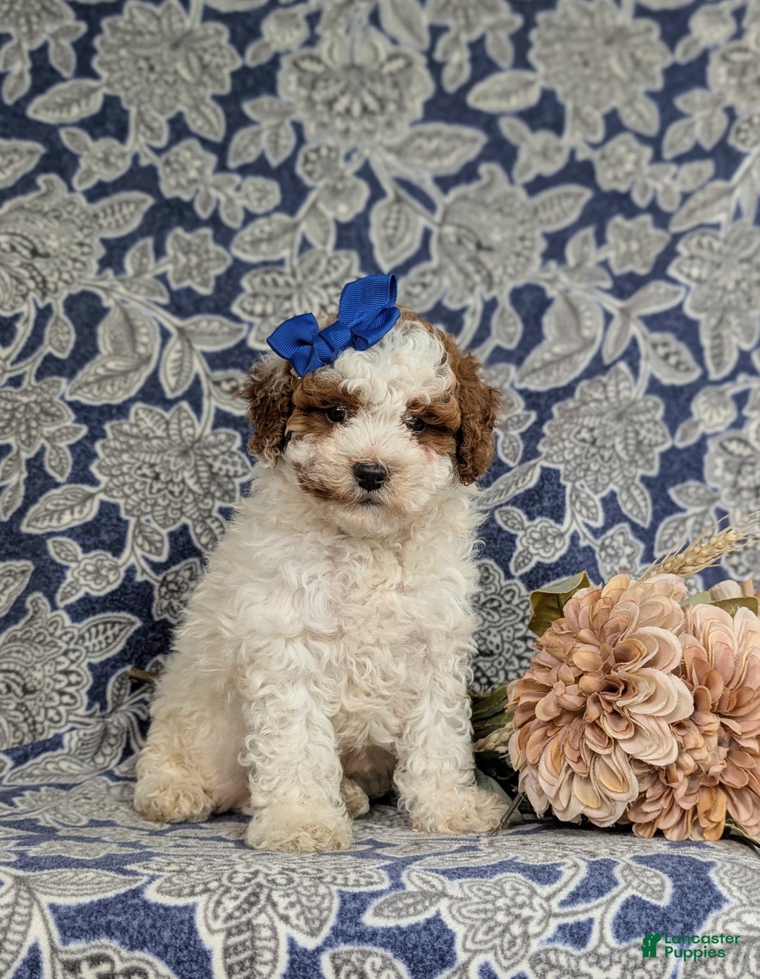 Miniature Poodle dogs for sale: Laureen - Ad 5