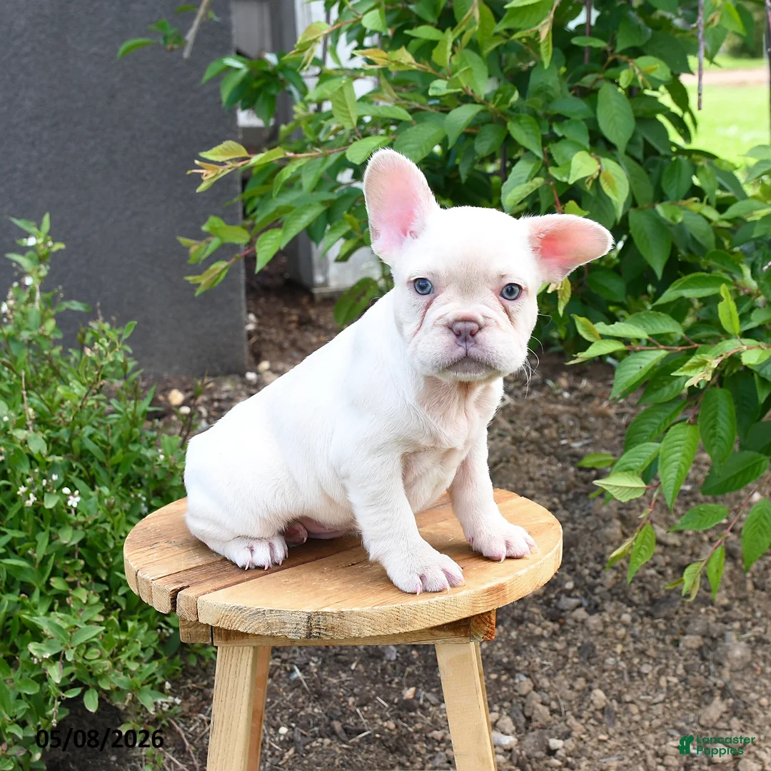 French Bulldog dogs for sale: Floriane - Ad 3