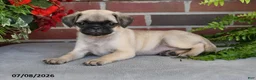 Puggle dogs for sale: Coffee - Ad 4