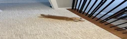 Dachshund dogs for sale: Expecting Litter of Cream/Shaded Cream Longhaired Dachshunds - Ad 14