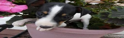 Toy Fox Terrier dogs for sale: Toy Fox Terrier 3 Jackson  - Ad 3